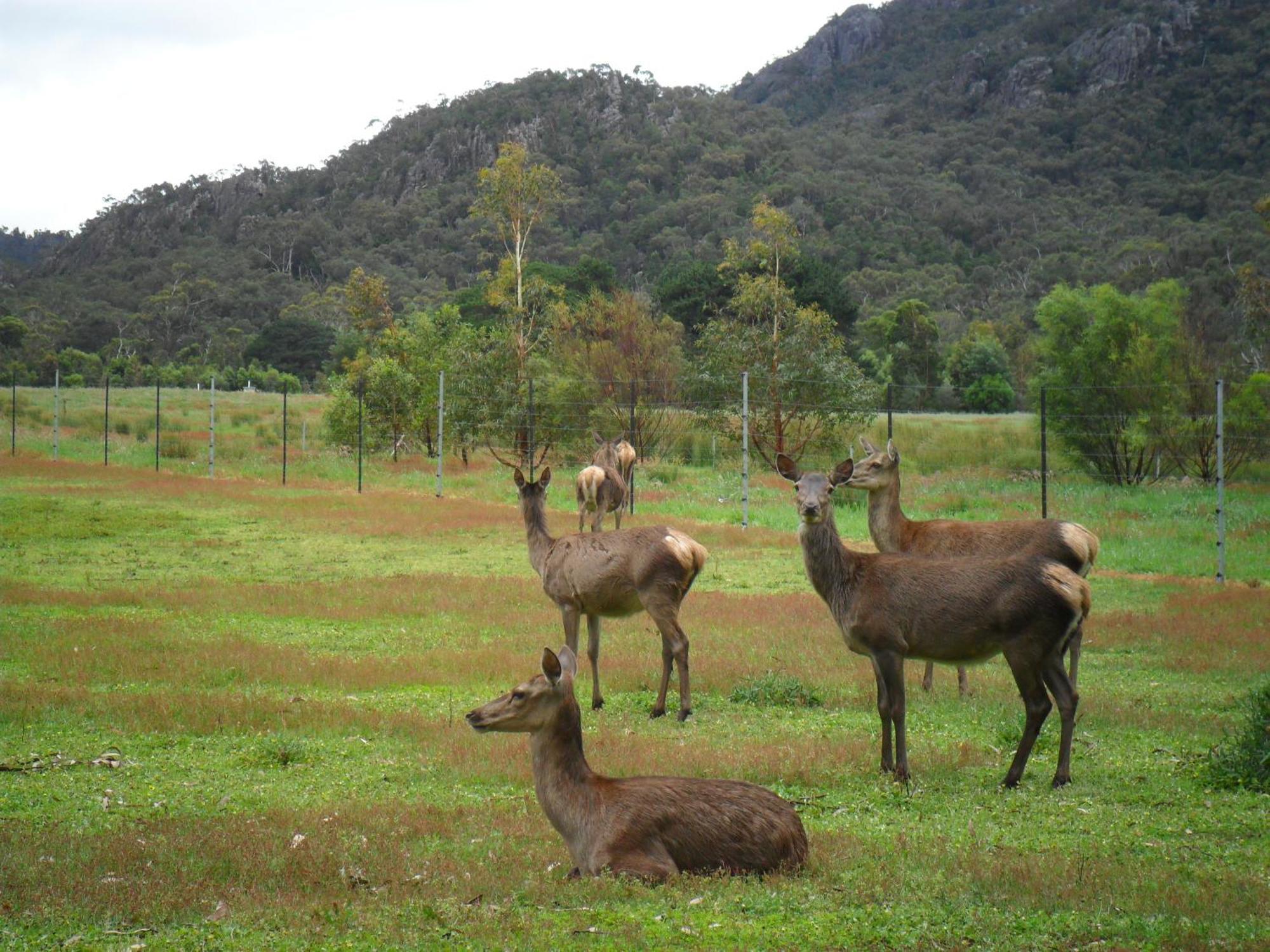 Grampians Chalets Halls Gap Kültér fotó