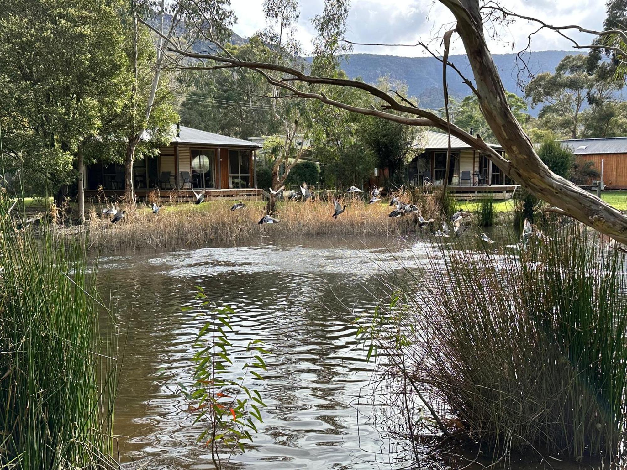 Grampians Chalets Halls Gap Kültér fotó